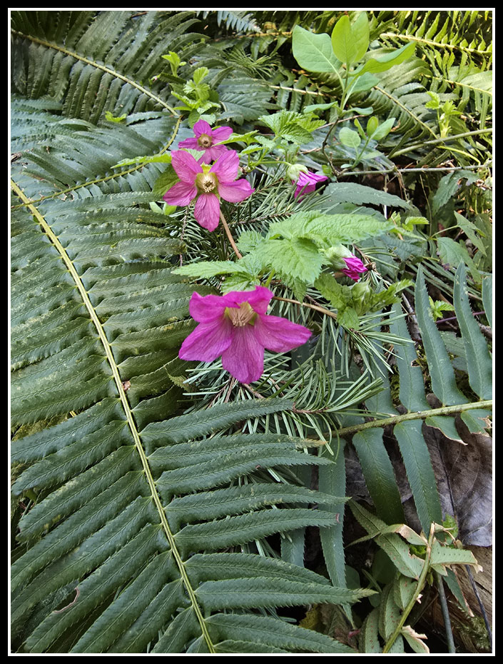 081